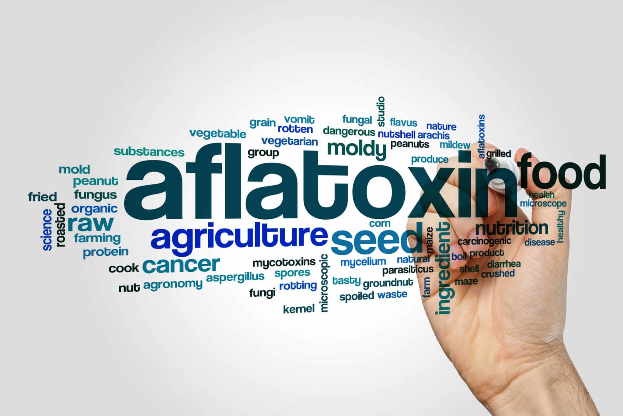 Aflatoxin word cloud concept on grey background