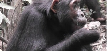 Monkey Eating Picture 1